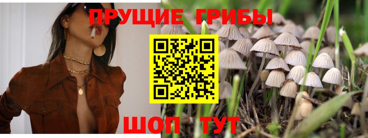 Псилоцибиновые грибы Psilocybine cubensis Краснознаменск